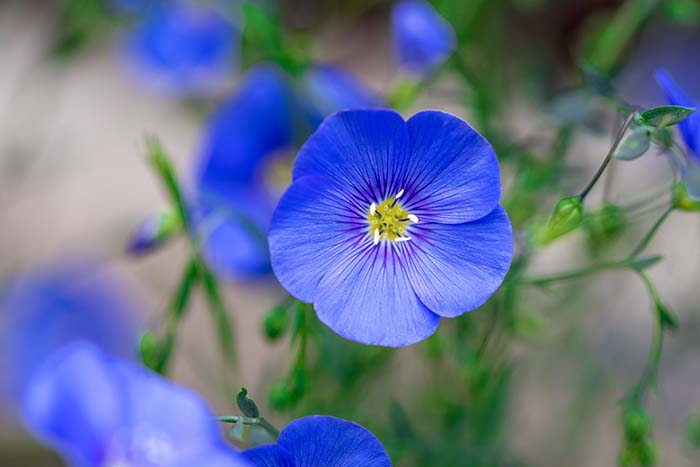 Flax Flower-To-Grow-In-Container #blueflowers #gardencontainers #decorhomeideas