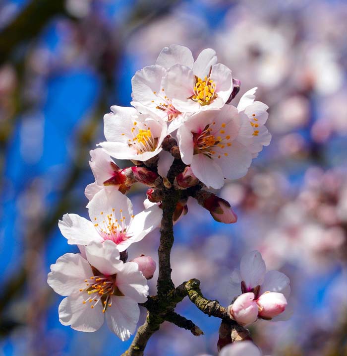 Flowering Almond #bloomingtrees #summertrees #decorhomeideas