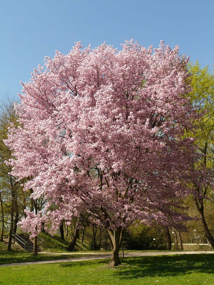 Flowering Cherry #bloomingtrees #summertrees #decorhomeideas