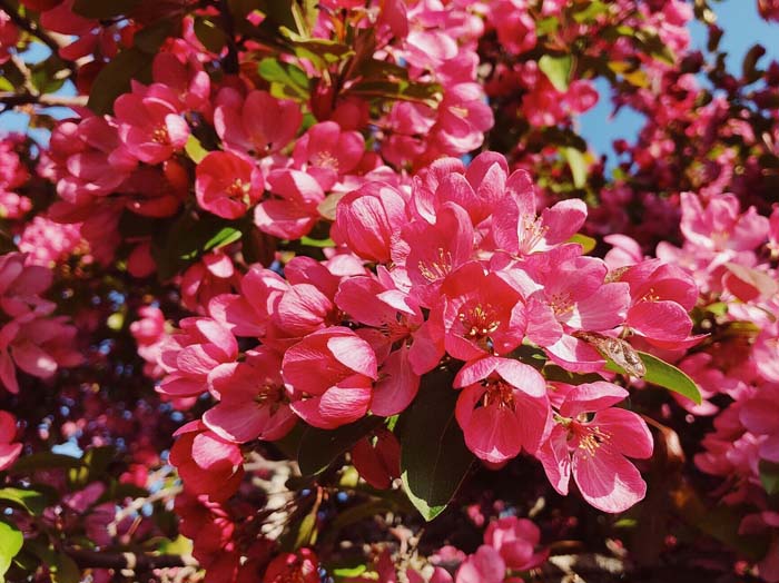 Flowering Crabapple #bloomingtrees #summertrees #decorhomeideas