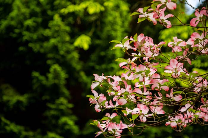 Flowering Dogwood #bloomingtrees #summertrees #decorhomeideas