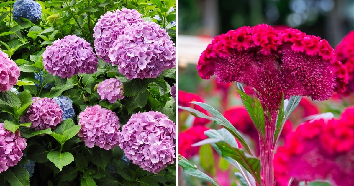 Flowering Plants With Biggest Blooms