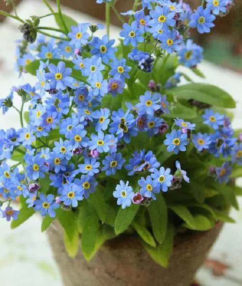 Forget-me-Not-To-Grow-In-Container #blueflowers #gardencontainers #decorhomeideas