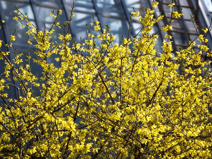 Forsythia #bloomingtrees #summertrees #decorhomeideas