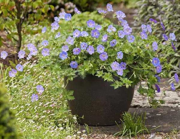 Geranium-To-Grow-In-Container #blueflowers #gardencontainers #decorhomeideas