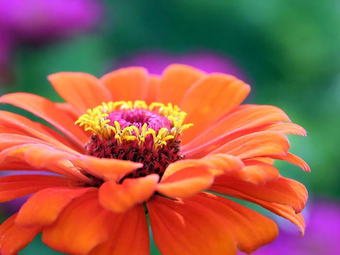 Giant Zinnia ( Zinnia ) #floweringplants #biggestblooms #decorhomeideas