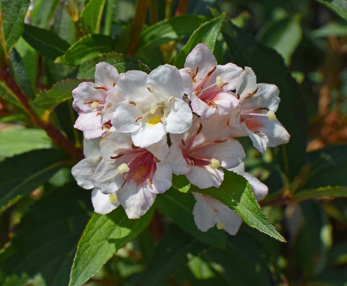 Glossy Abelia #bloomingtrees #summertrees #decorhomeideas