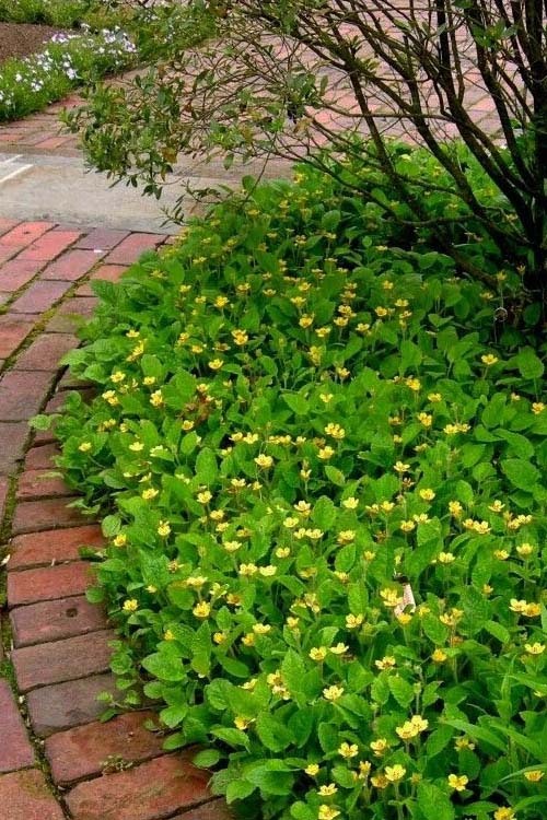 Golden Star Grass #groundcoverforshade #plants #flowers #decorhomeideas