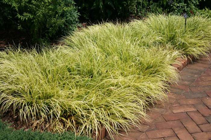 Golden Sweet Flag #groundcoverforshade #plants #flowers #decorhomeideas