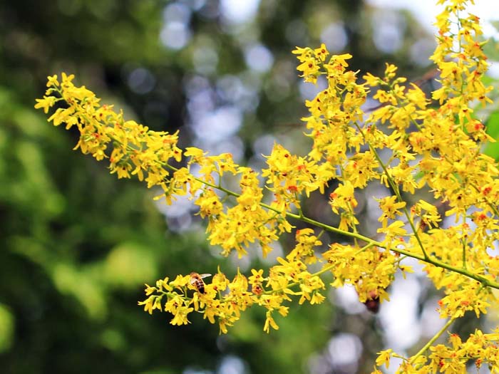 Goldenrain Tree #bloomingtrees #summertrees #decorhomeideas