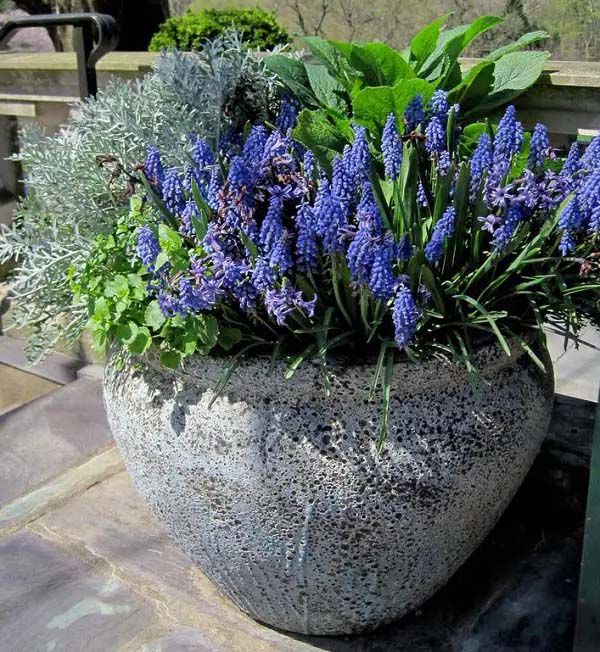 Grape Hyacinth-To-Grow-In-Container #blueflowers #gardencontainers #decorhomeideas