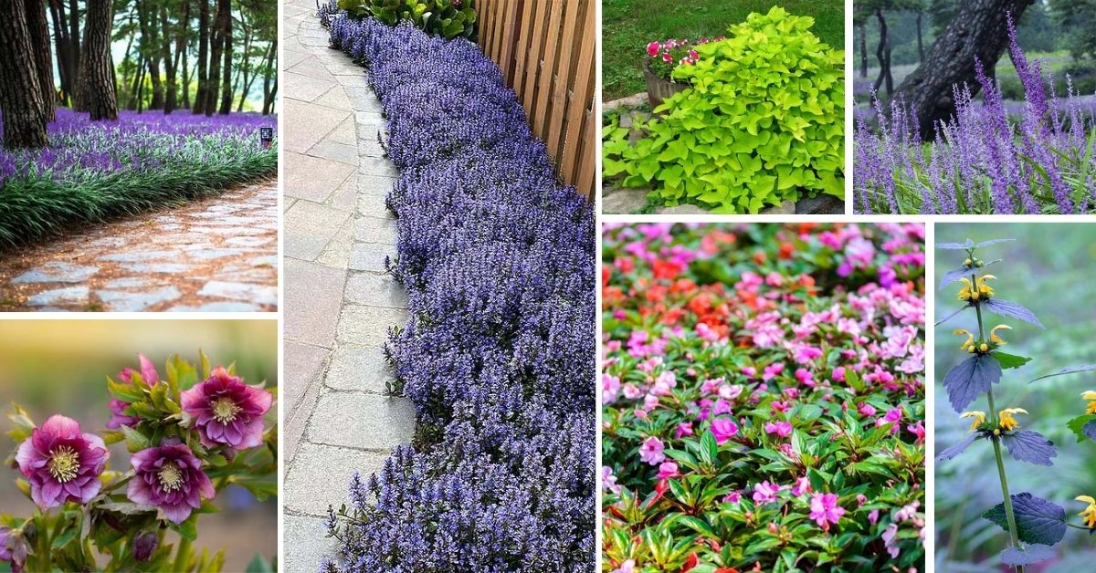 Ground Covers For Shade