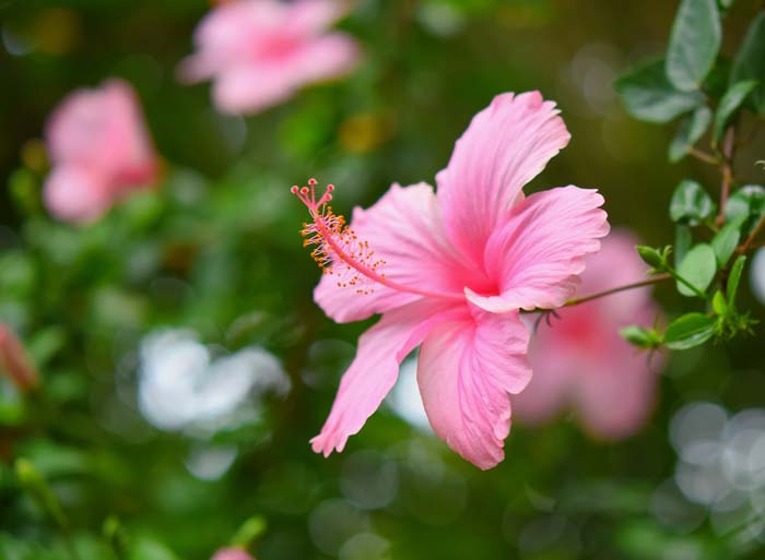 Hardy Hibiscus (Hibiscus moscheutos) #floweringplants #biggestblooms #decorhomeideas