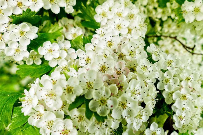 Hawthorn #bloomingtrees #summertrees #decorhomeideas