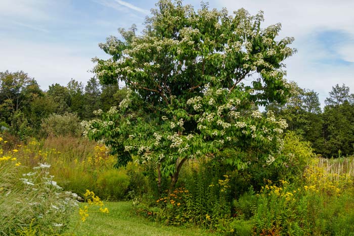 Seven-Son Flower #bloomingtrees #summertrees #decorhomeideas