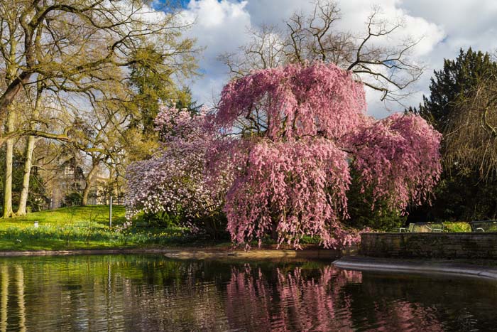 Higan Cherry #bloomingtrees #summertrees #decorhomeideas