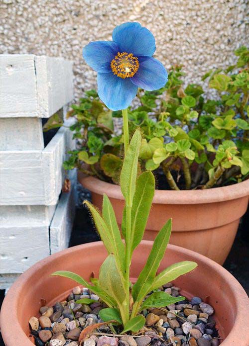 Himalayan Blue Poppy-To-Grow-In-Container #blueflowers #gardencontainers #decorhomeideas