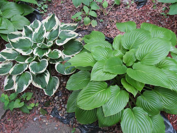 Hosta #groundcoverforshade #plants #flowers #decorhomeideas