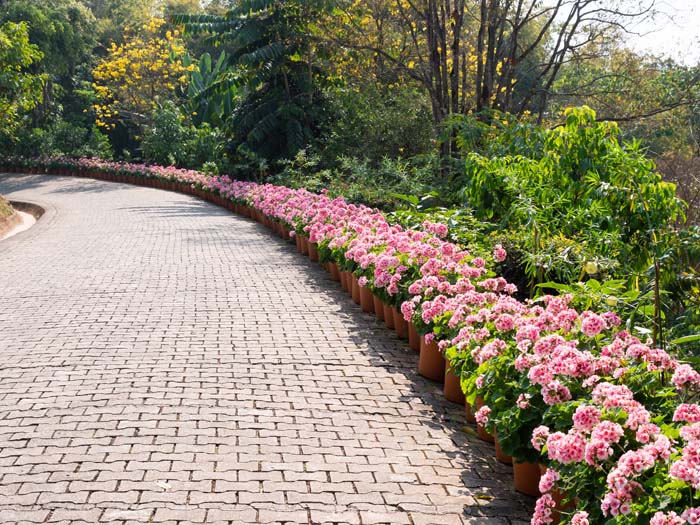 Hydrangea Fence