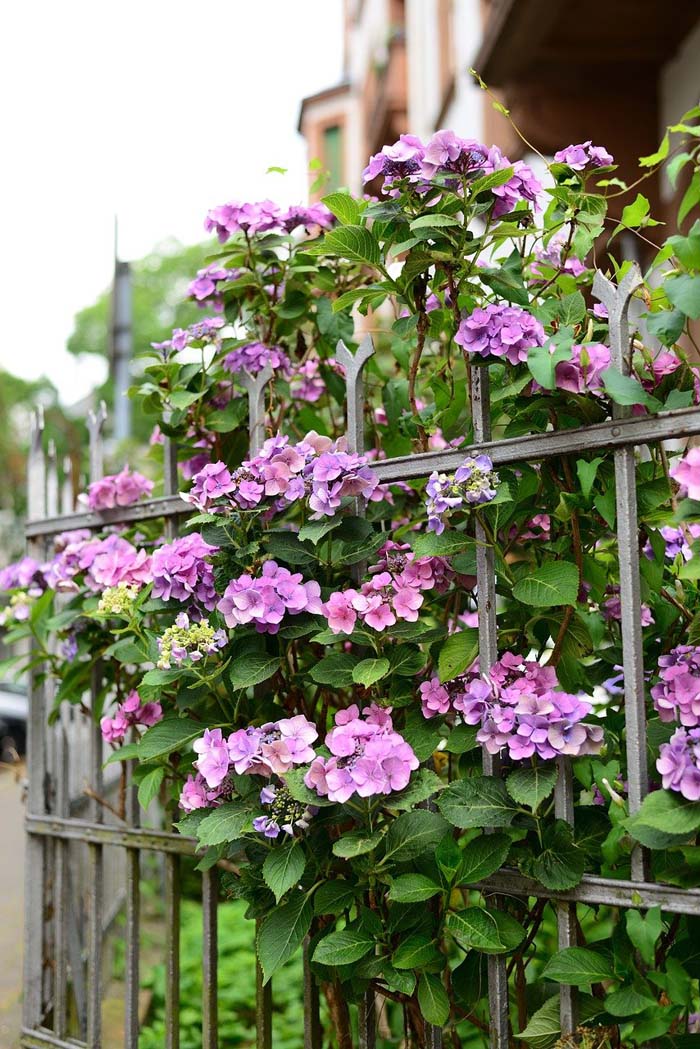 Hydrangea #privacyfence #plants #decorhomeideas