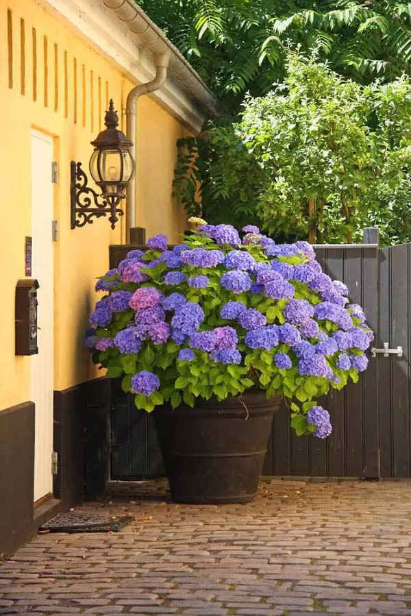 Hydrangea-To-Grow-In-Container #blueflowers #gardencontainers #decorhomeideas