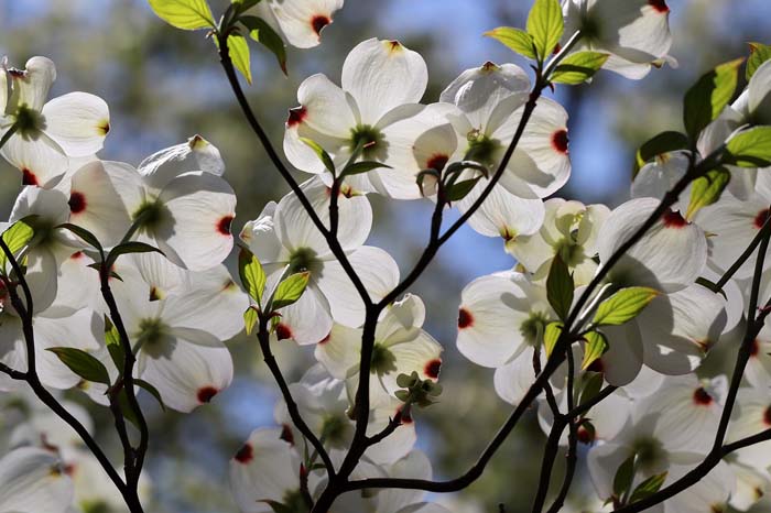 Hyperion Dogwood #bloomingtrees #summertrees #decorhomeideas