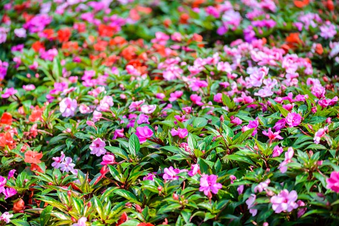 Impatiens #groundcoverforshade #plants #flowers #decorhomeideas