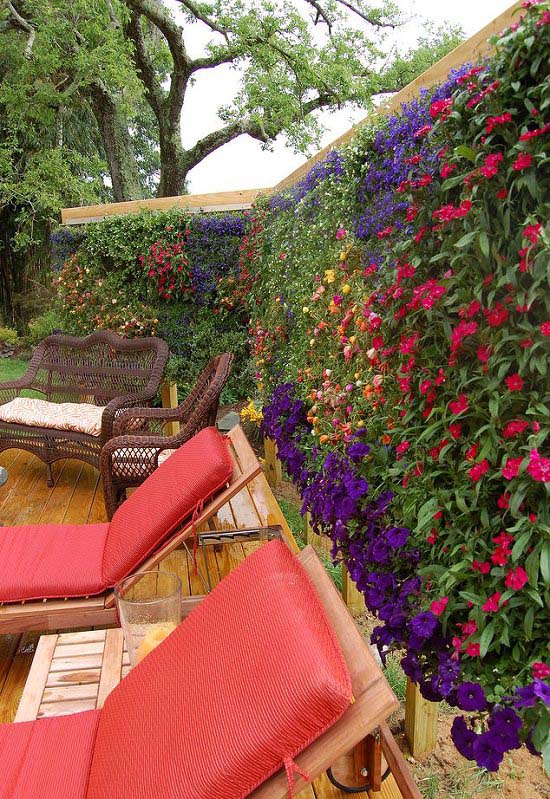 Install a Living Wall for Privacy #privacyfence #diy #fencingideas #decorhomeideas