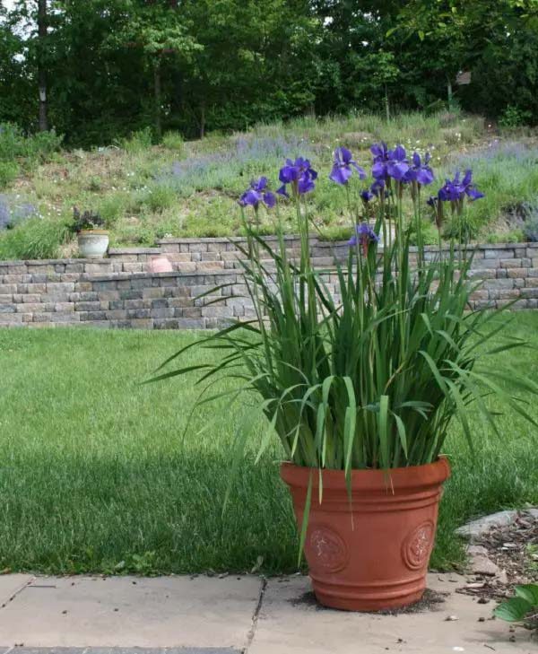 Iris-To-Grow-In-Container #blueflowers #gardencontainers #decorhomeideas