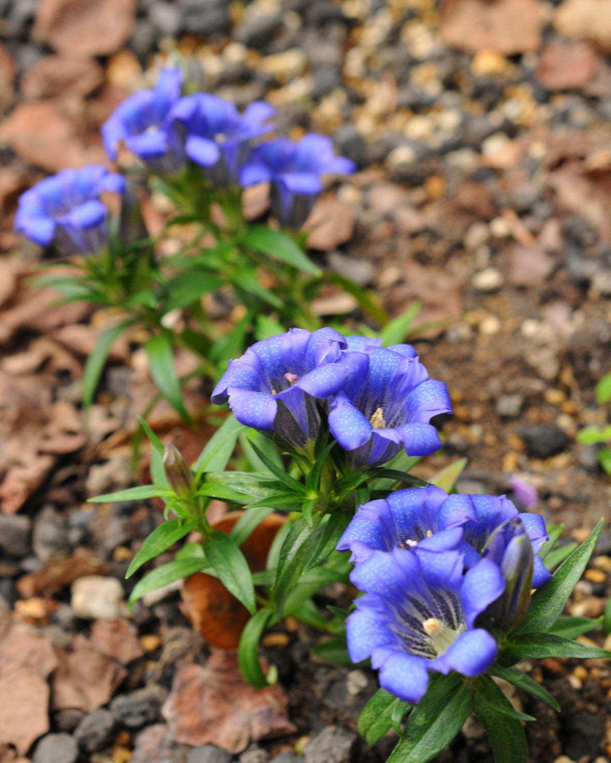 Japanese Gentian #blueflowers #gardencontainers #decorhomeideas