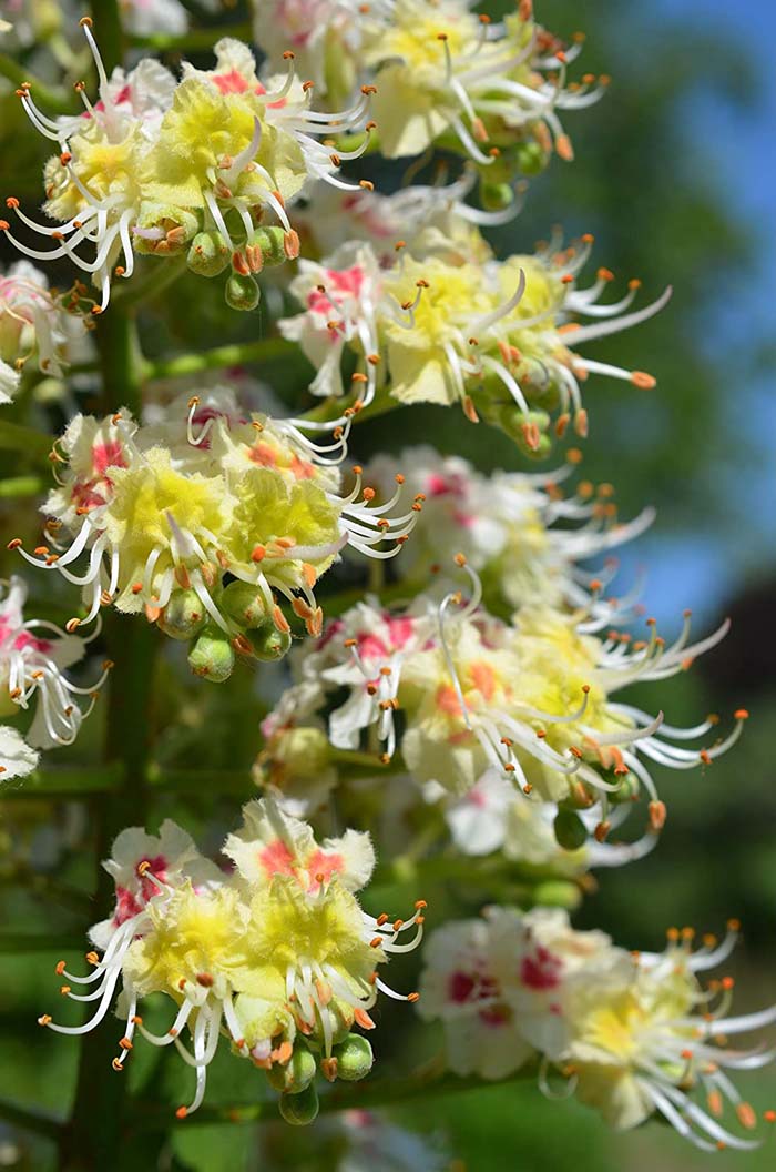 Japanese Horse Chestnut #bloomingtrees #summertrees #decorhomeideas