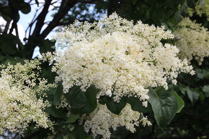 Japanese Tree Lilac #bloomingtrees #summertrees #decorhomeideas