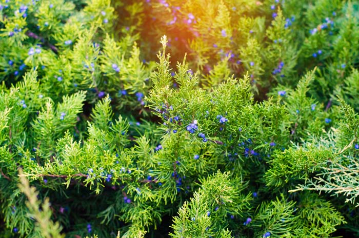 Juniper #privacyfence #plants #decorhomeideas