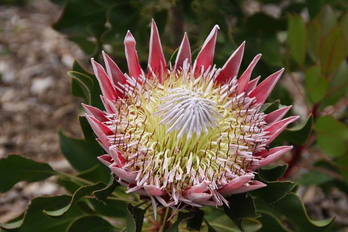 King Protea (Protea cynaroides) #floweringplants #biggestblooms #decorhomeideas