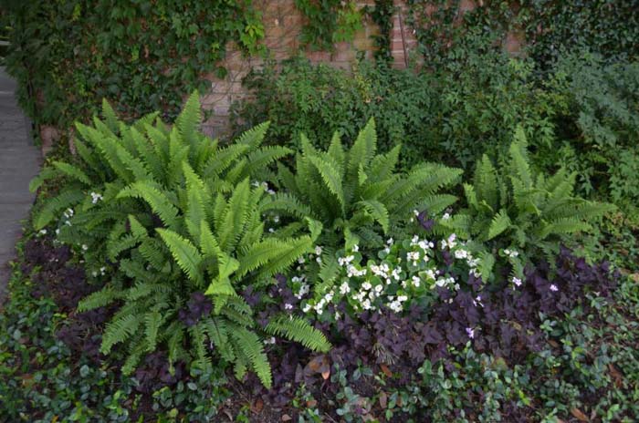 Leatherwood Fern #groundcoverforshade #plants #flowers #decorhomeideas