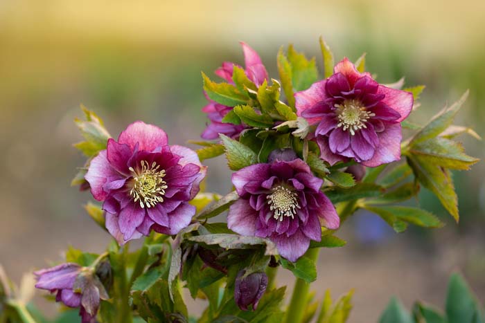 Lenten Rose #groundcoverforshade #plants #flowers #decorhomeideas