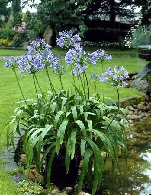 Lily of the Nile-To-Grow-In-Container #blueflowers #gardencontainers #decorhomeideas