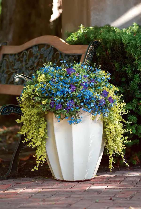 Lobelia-To-Grow-In-Container #blueflowers #gardencontainers #decorhomeideas