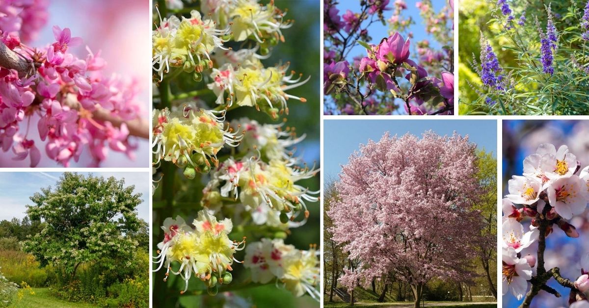 Longest Blooming Trees And Shrubs