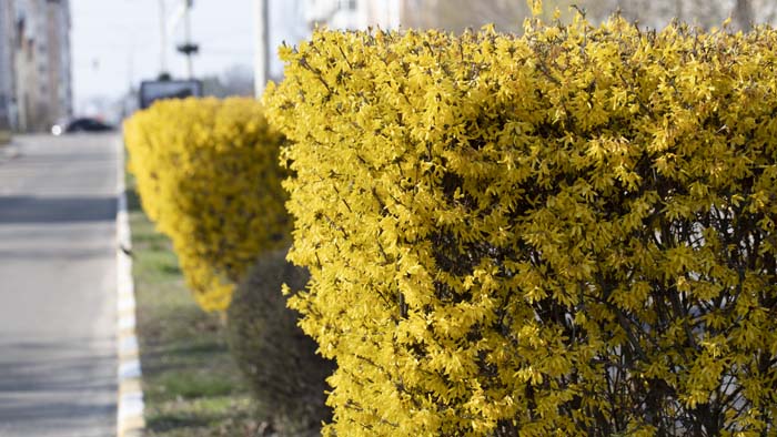 Lynwood Gold Forsythia #privacyfence #plants #decorhomeideas