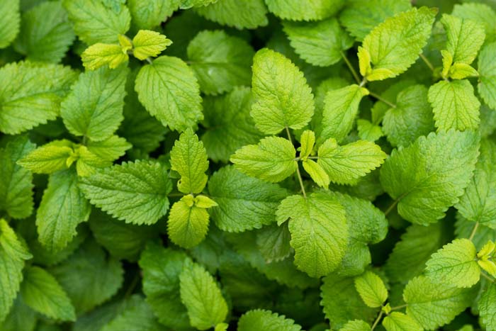 Mint #groundcoverforshade #plants #flowers #decorhomeideas