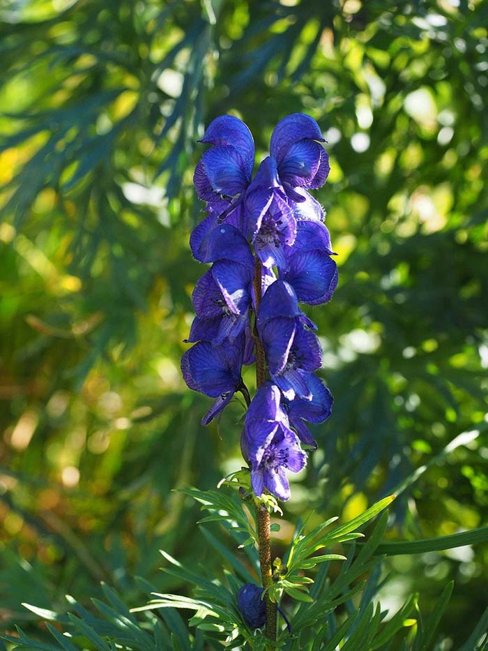 Monkshood-To-Grow-In-Container #blueflowers #gardencontainers #decorhomeideas