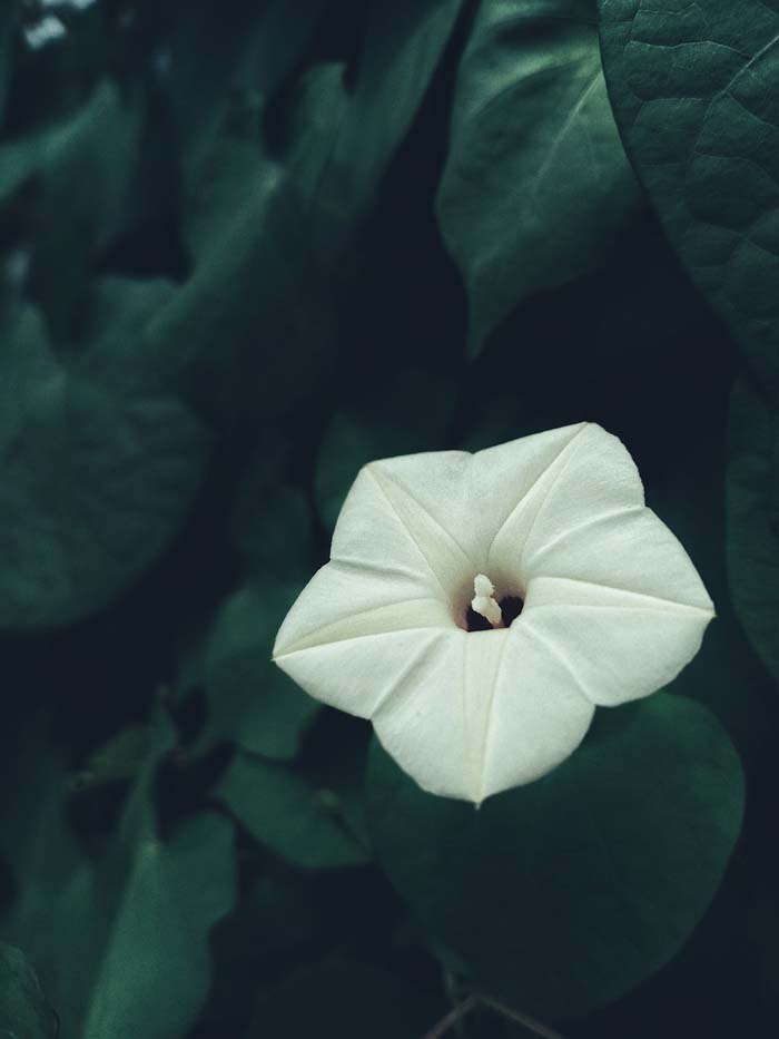 Moonflower (Ipomoea alba) #floweringplants #biggestblooms #decorhomeideas