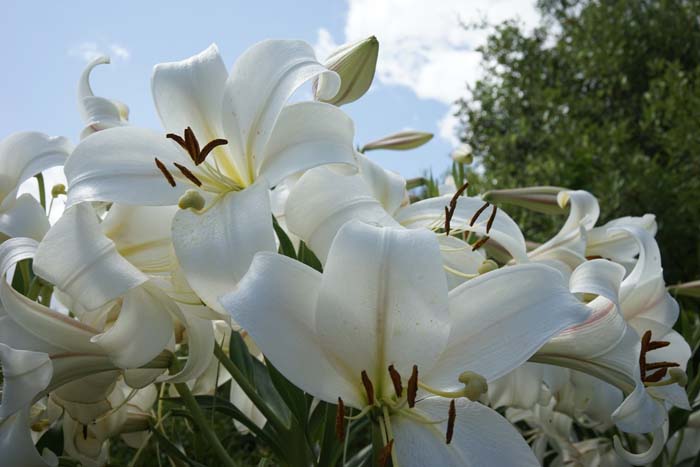 Orienpet Lily (Lilium Hybrids) #floweringplants #biggestblooms #decorhomeideas