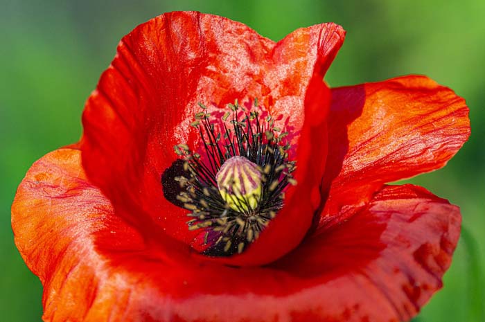 Oriental Poppy (Papaver orientale) #floweringplants #biggestblooms #decorhomeideas