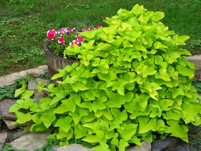 Ornamental Sweet Potato #groundcoverforshade #plants #flowers #decorhomeideas