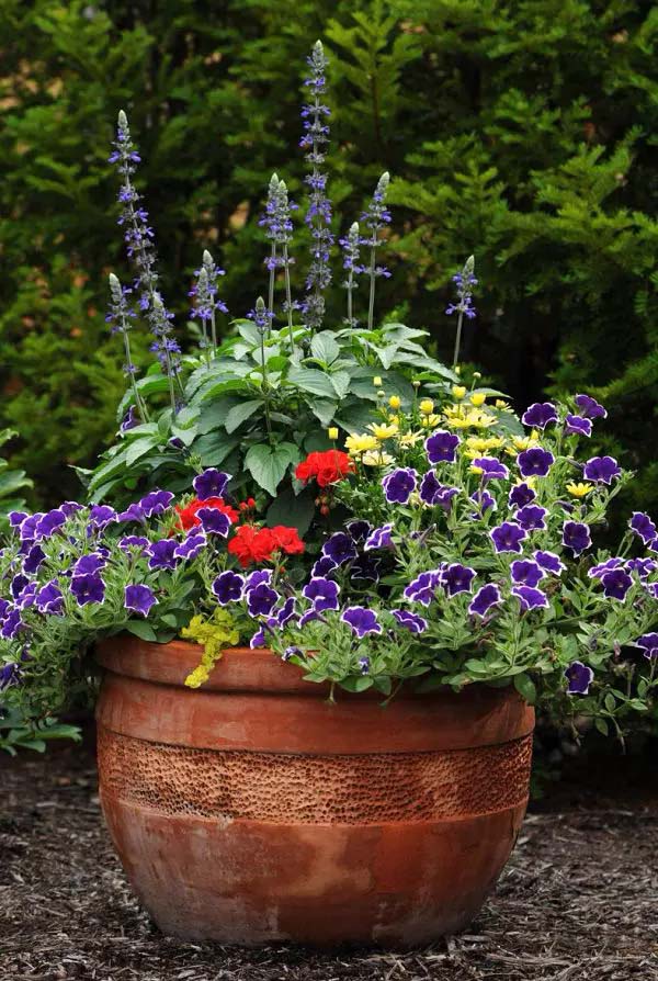 Petunia-To-Grow-In-Container #blueflowers #gardencontainers #decorhomeideas