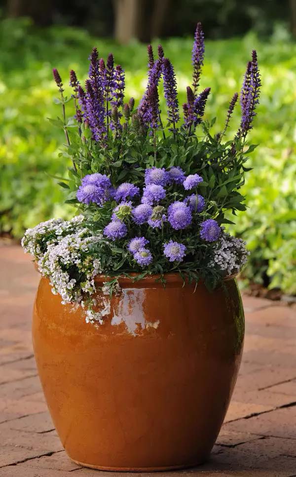 Pincushion Flower-To-Grow-In-Container #blueflowers #gardencontainers #decorhomeideas