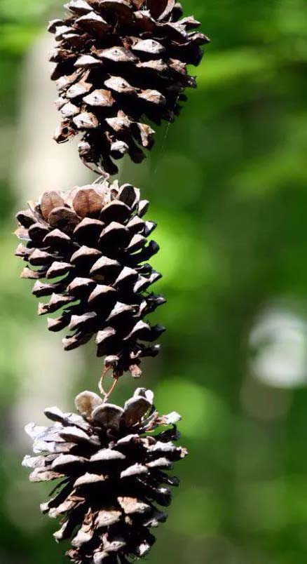 Pine Cone Rain Chain #diyrainchain #rainchain #decorhomeideas