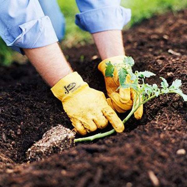 Plant Tomatoes On Their Side